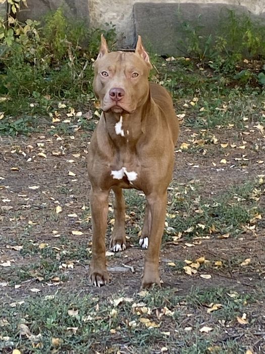 Вязка Амернканский пит буль