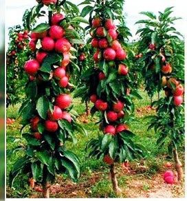 Pomi columnari rodie anul 3/4