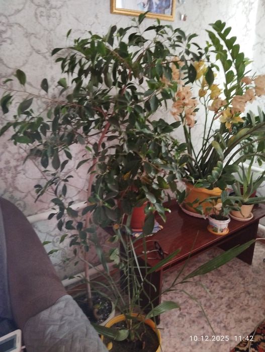 Продам цветы фикусы