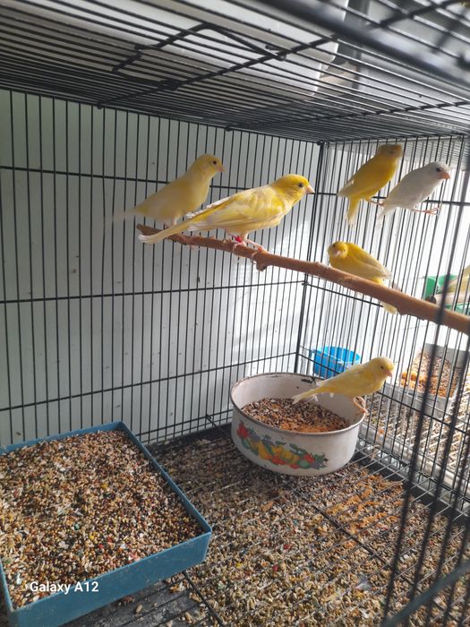 Канарейкалар сотилади.