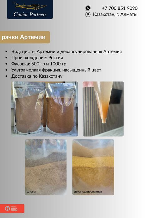 рачки Артемии (цисты, декапсулированная)