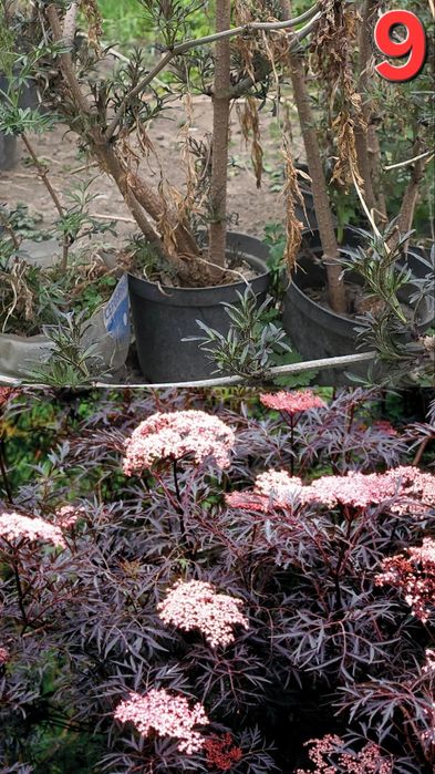 Растения для улицы