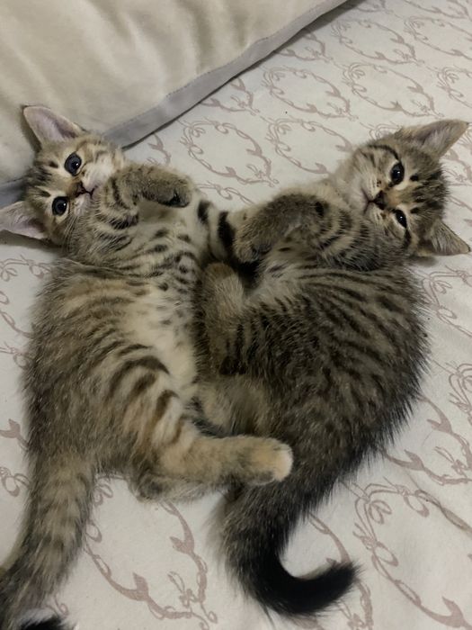 Отдам котят бесплатно