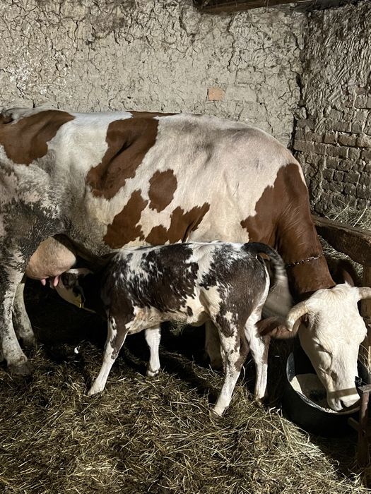 Vaca a 3a fatare linistita cu vitel belgian 20L  lapte..