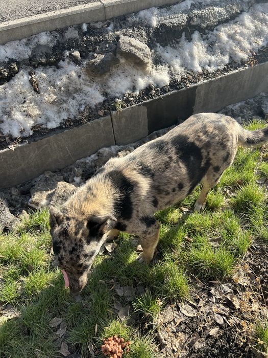 Собака в добрые и ответственные руки!