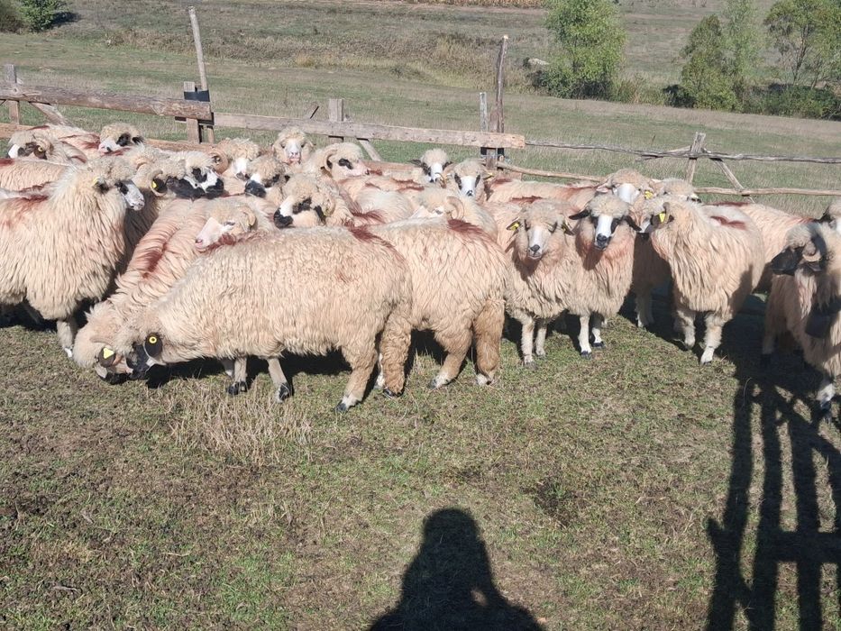 De vânzare 27 de oi