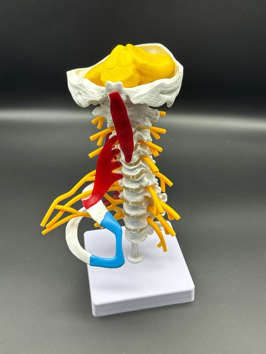 .Anotomik mulyaj maket modeli. Анотомические муляжи модели макеты