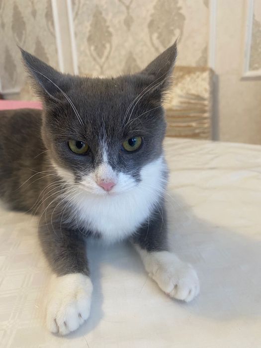 Отдам котят в добрые и заботливые руки