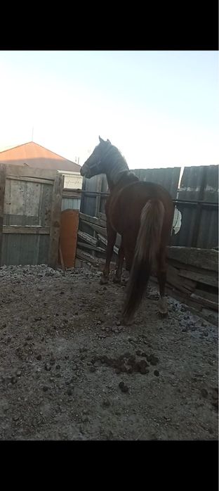 Канды жылкы сатылады