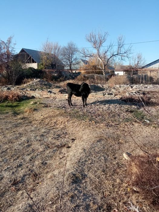 2 бұзау(қашар) сатылады