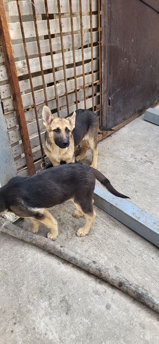 Сабака апчаркы күшик