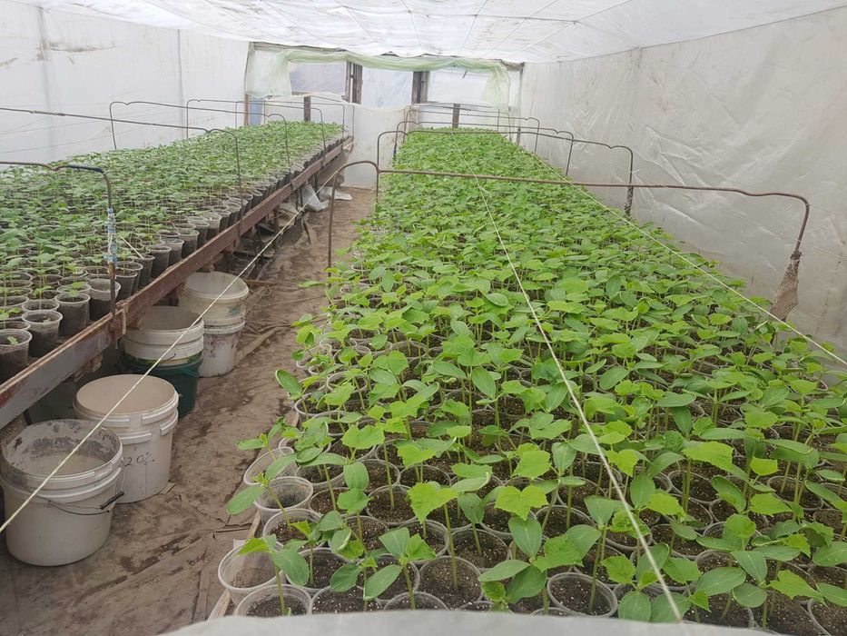 Продавам разсад домати и краставици!