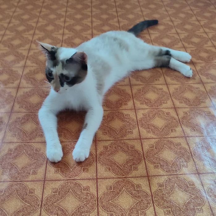 Кошка и кот  в добрые руки