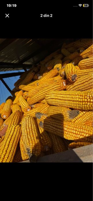 Porumb boabe de vanzare