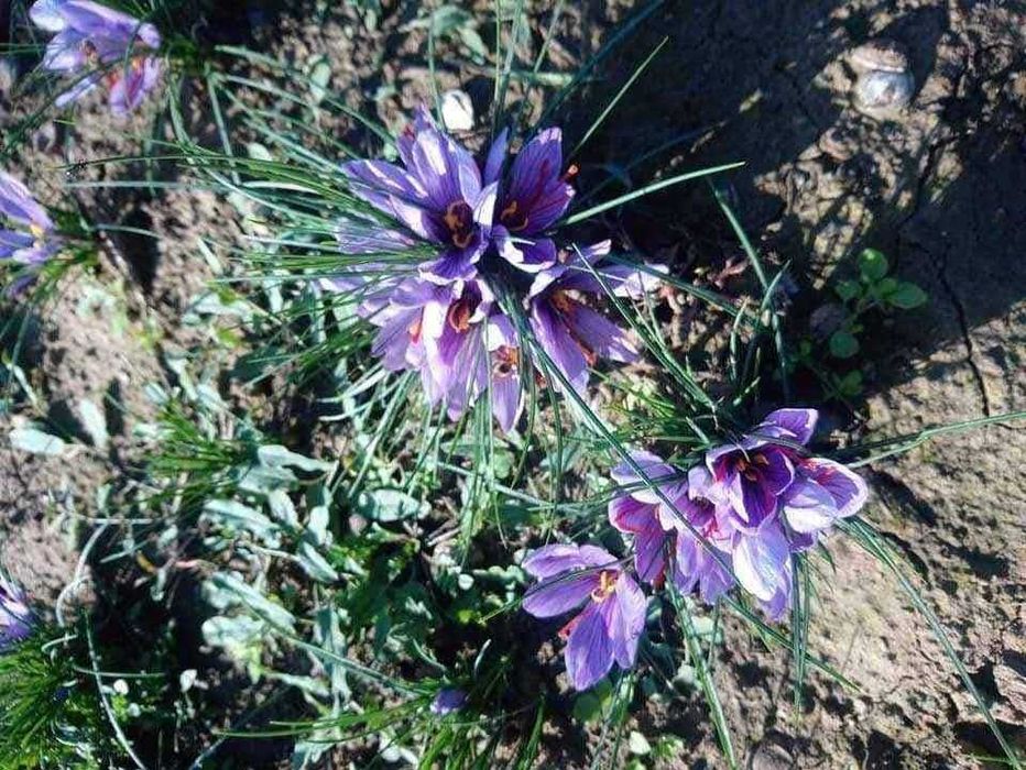 Шафранови луковици