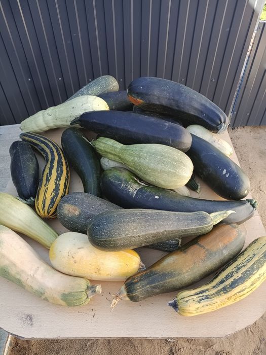 Продам кабачки с огорода.