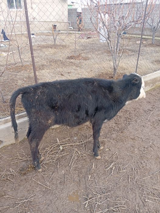 Животные бузоу теленок