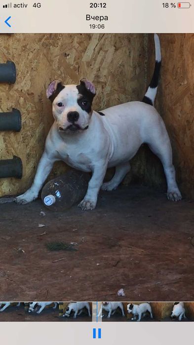 американский булли