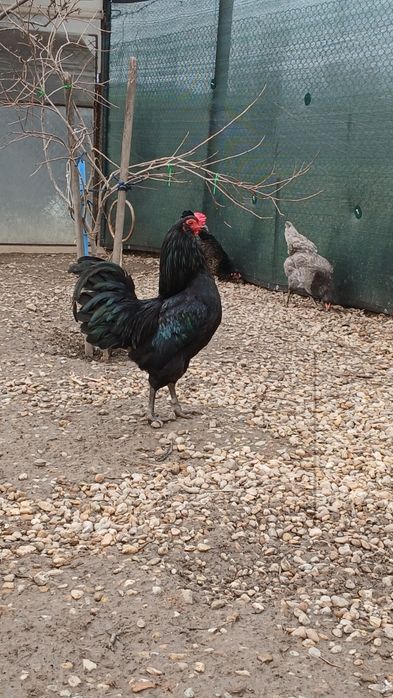 Cocosi de rasa ameraucana si italiana