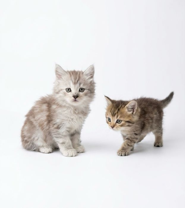 Котенок британский длинношерстный