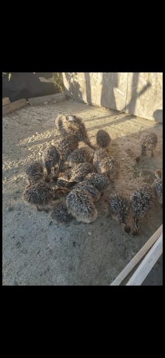 Pui de struț de vanzare.