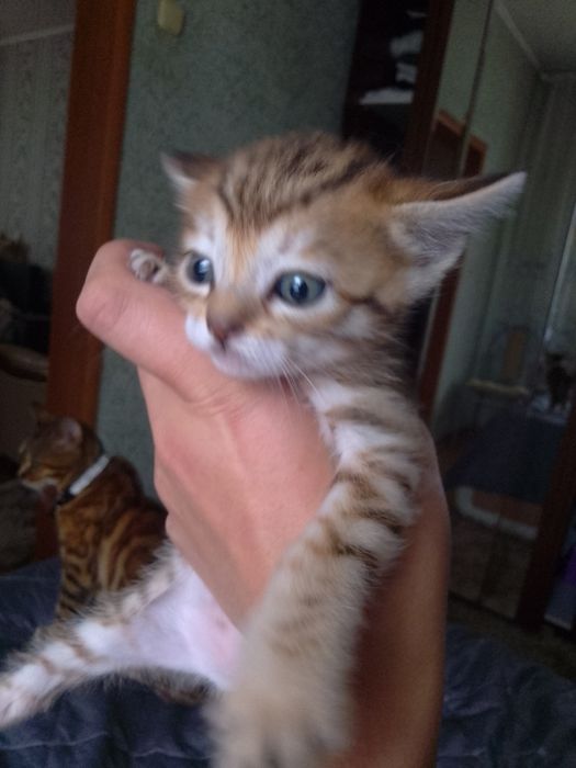 Бенгальские котята