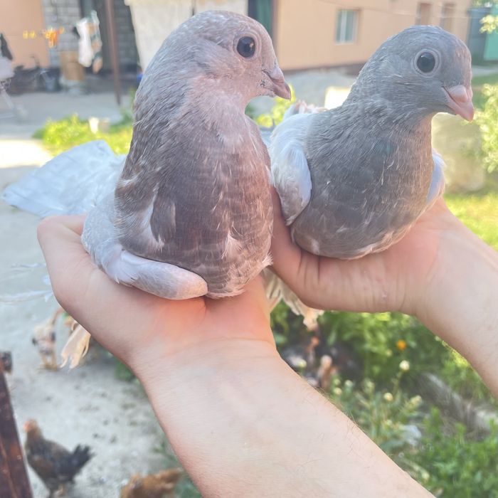 Продам голубей молодых