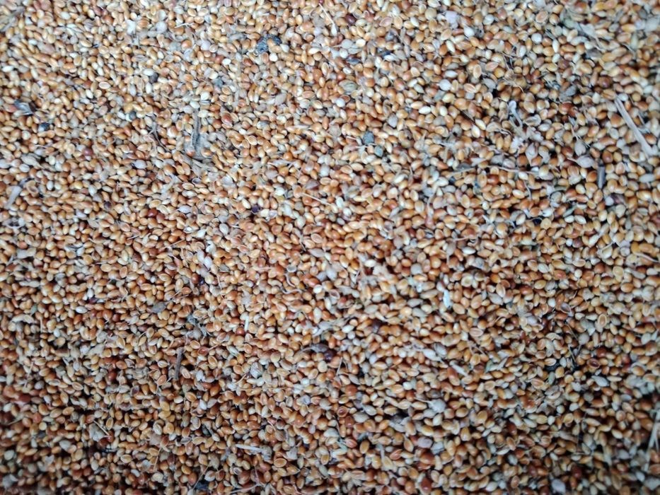 Сечкы тарының сечкасы