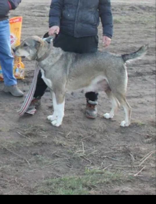 Сука САО , 1 год7мес