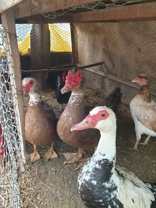 Срочно продаётся птицы все несут яйца