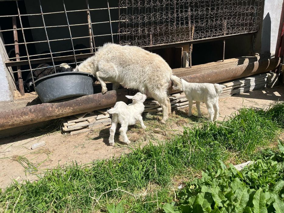 Ешкі Сатылады Орыс ешкі Шымкент