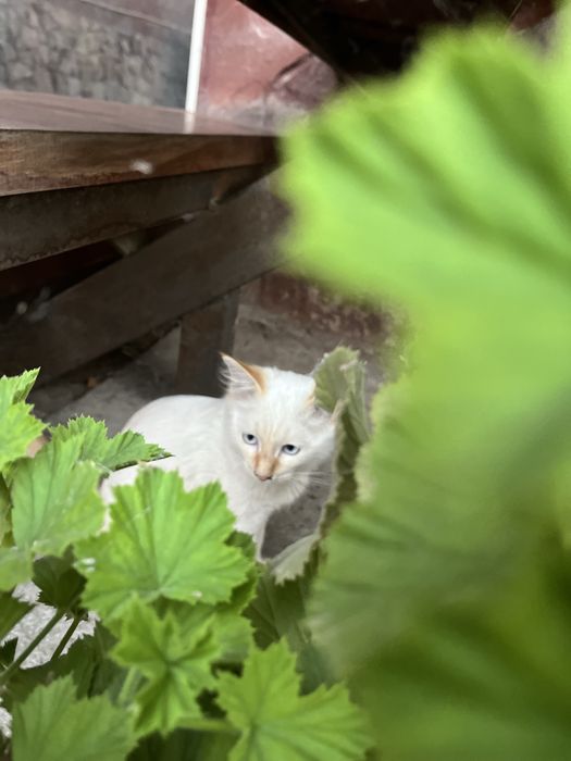 Отдам бесплатно котят
