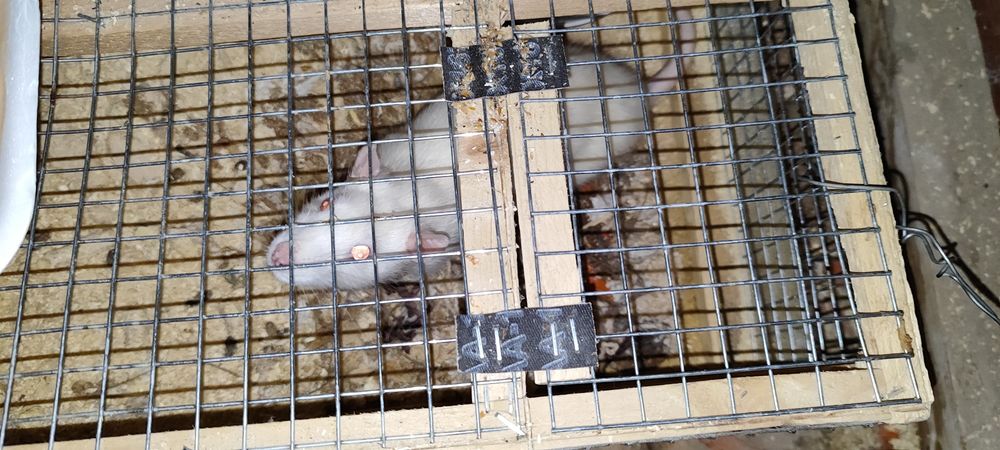 Крыса ручная  белая