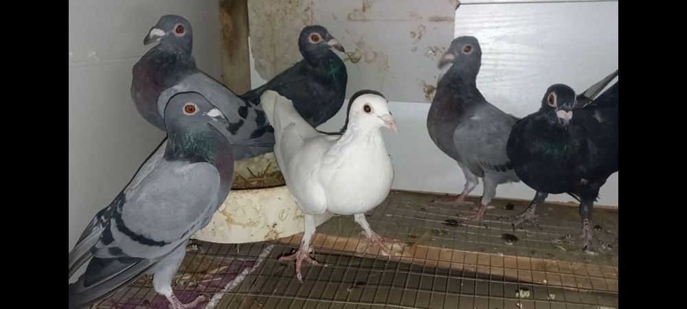 Почтовый Белгицы голуби