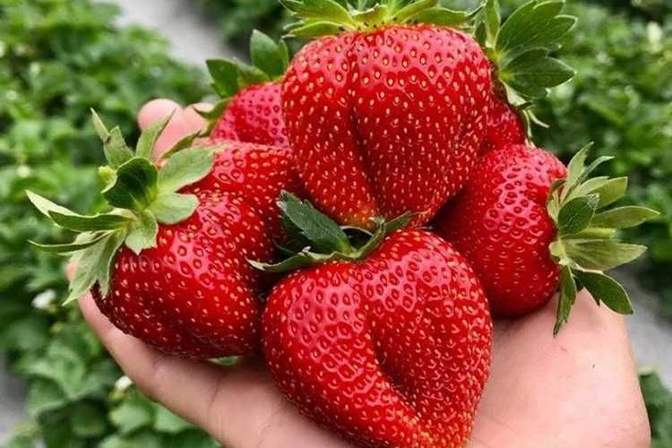 Йилбўйи хосил берадиган қулупнай кўчатлари. РассадаКлубник круглый год