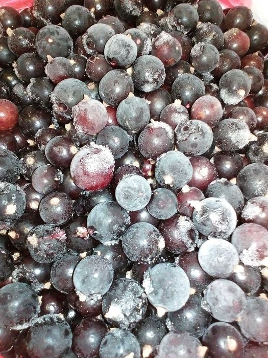 Продам чёрную смородину