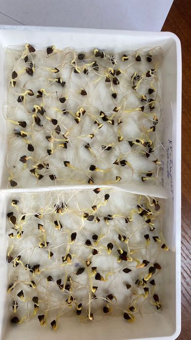 Продам семена гречихи