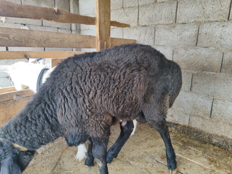 Жем жеп тұрған..