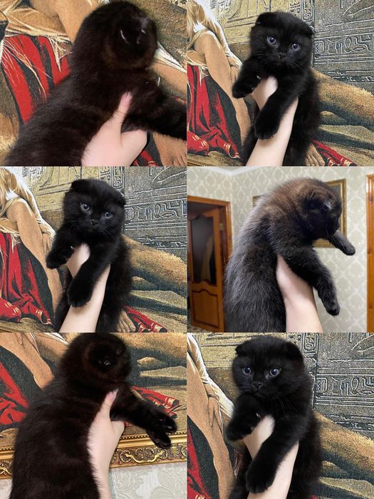 Остался шикарный мальчик