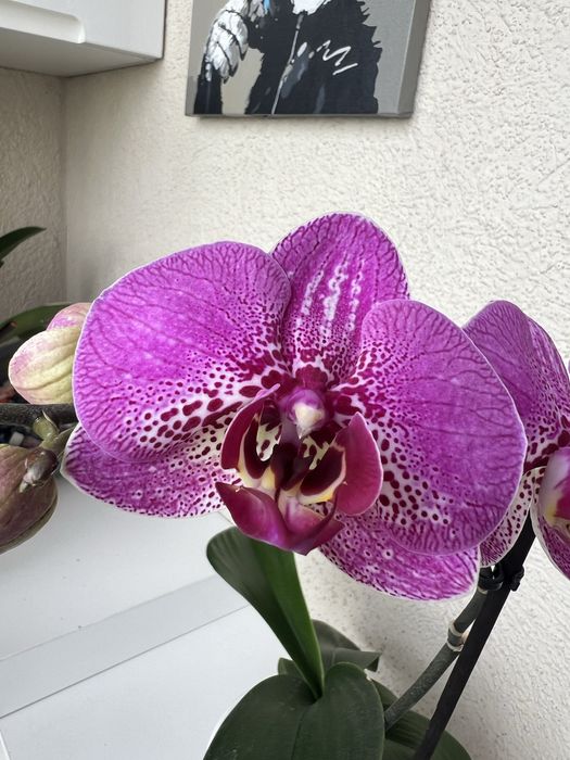 Орхидея цветущая.