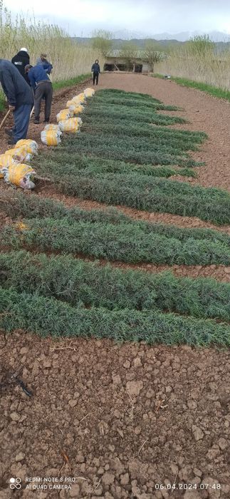 Archa kesish gazon ekish