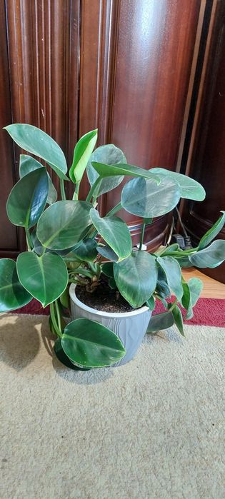 Продам филодендрон Империал Грин
