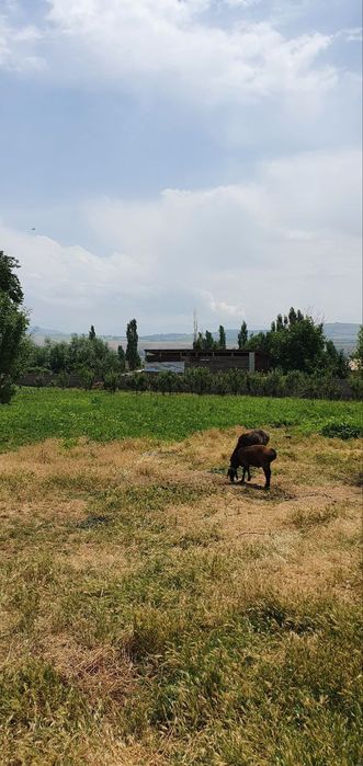 Продается Участок в таваксае