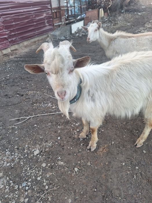 Козы казёл каза продам