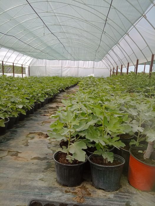 Smochini la ghiveci diferite soiuri