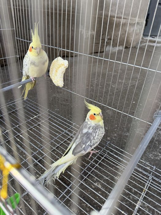 Продаются попугаи корелла 2 шт, с клеткой 600000