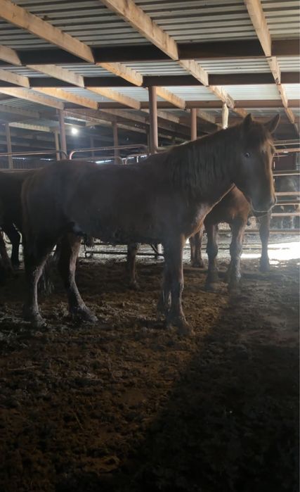 Жеребцы Кушумской породы