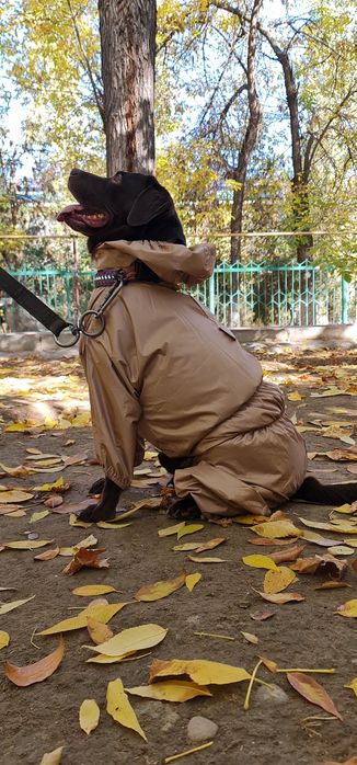 Одежда для собаки от TURKAN.