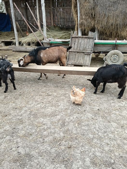 Vând țap anglonubian .