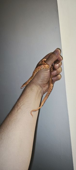 Маисовый полоз змея